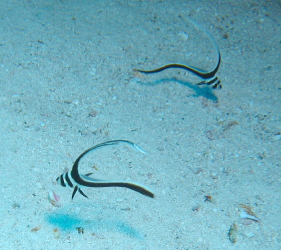 two Spotted Drum juvenile