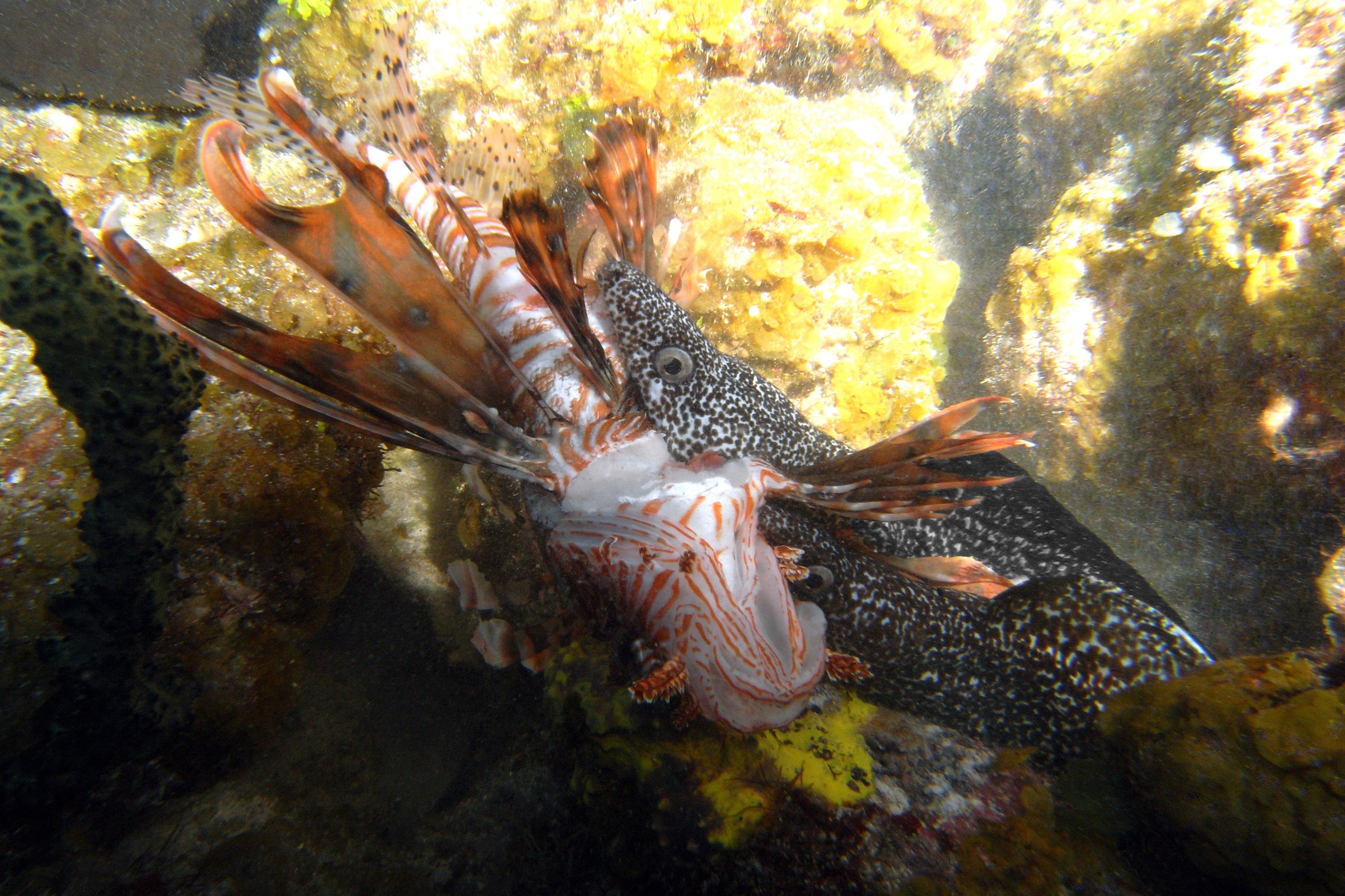 Two Spotted Eels Attacking a Lion Fish