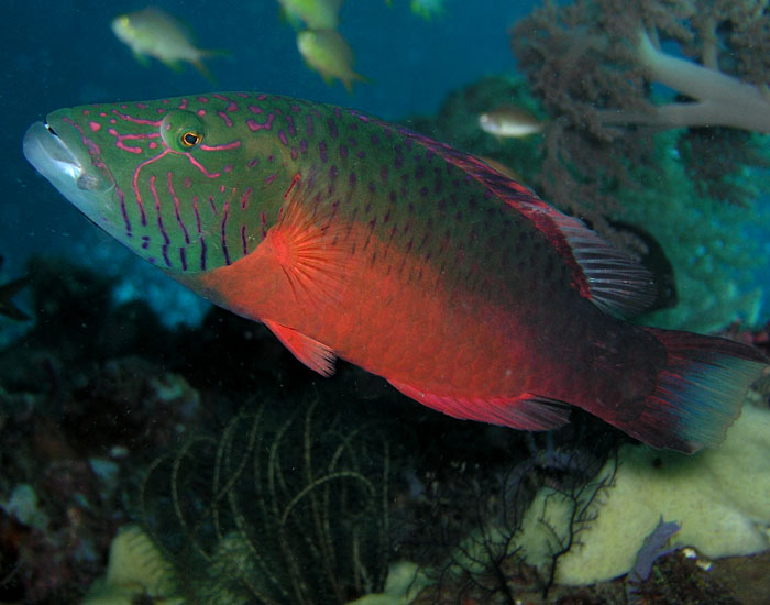 Two-tone wrasse