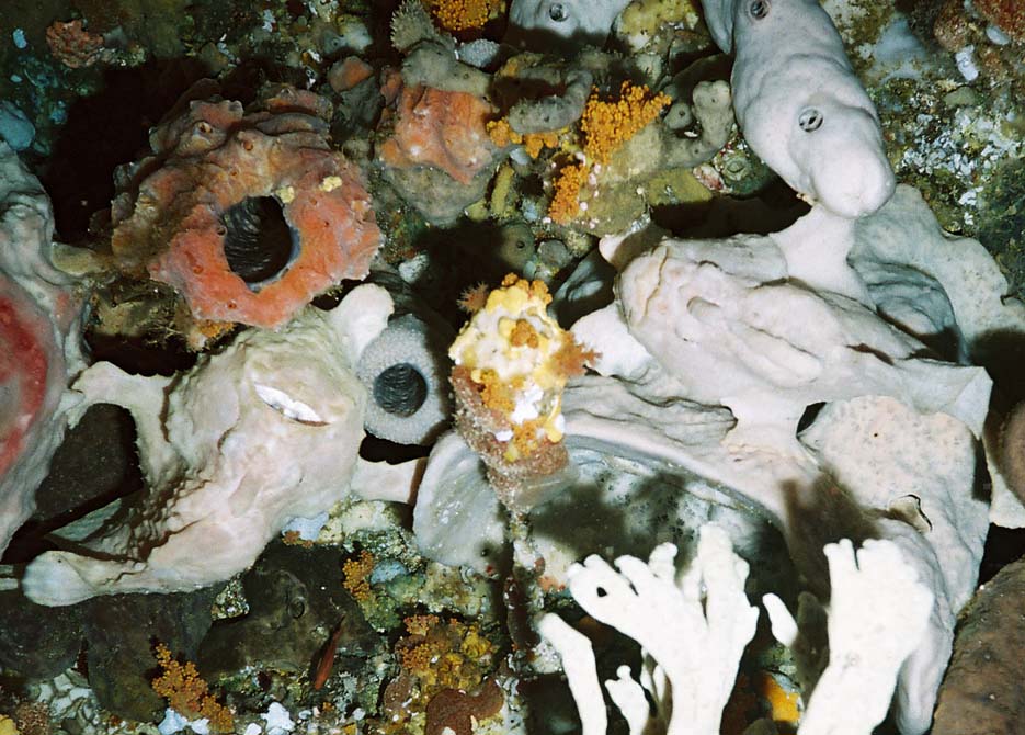 Two white frogfish, Alor