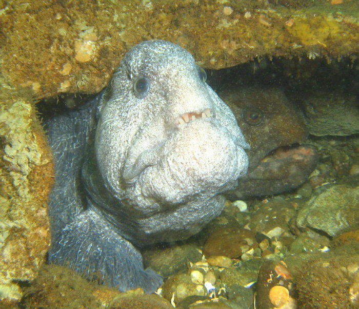 two Wolf Eel