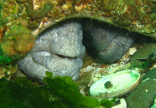 two Wolf Eel