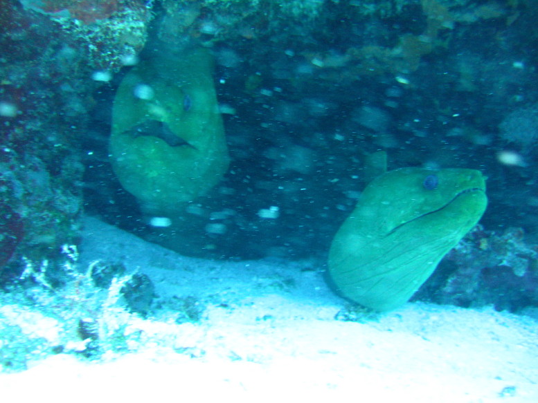 Two_Moray_eels