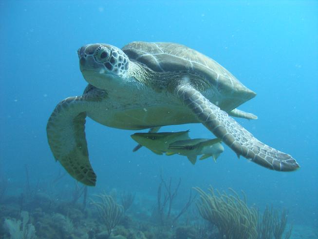 Two_Ray_Bay_Turtle