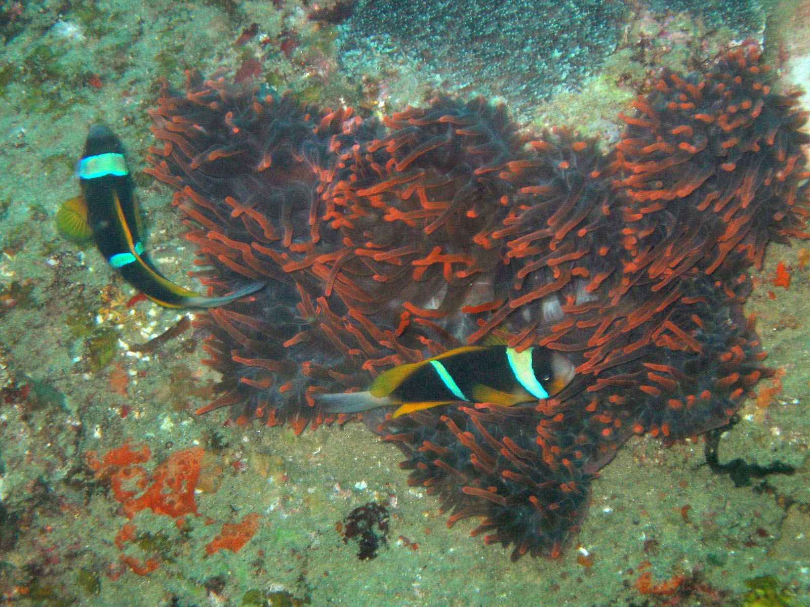 Twobar Anemonefish