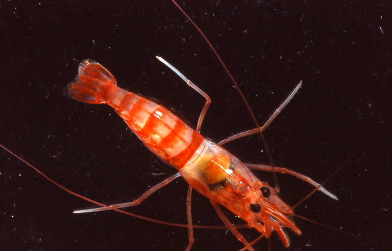 Typical open water shrimp