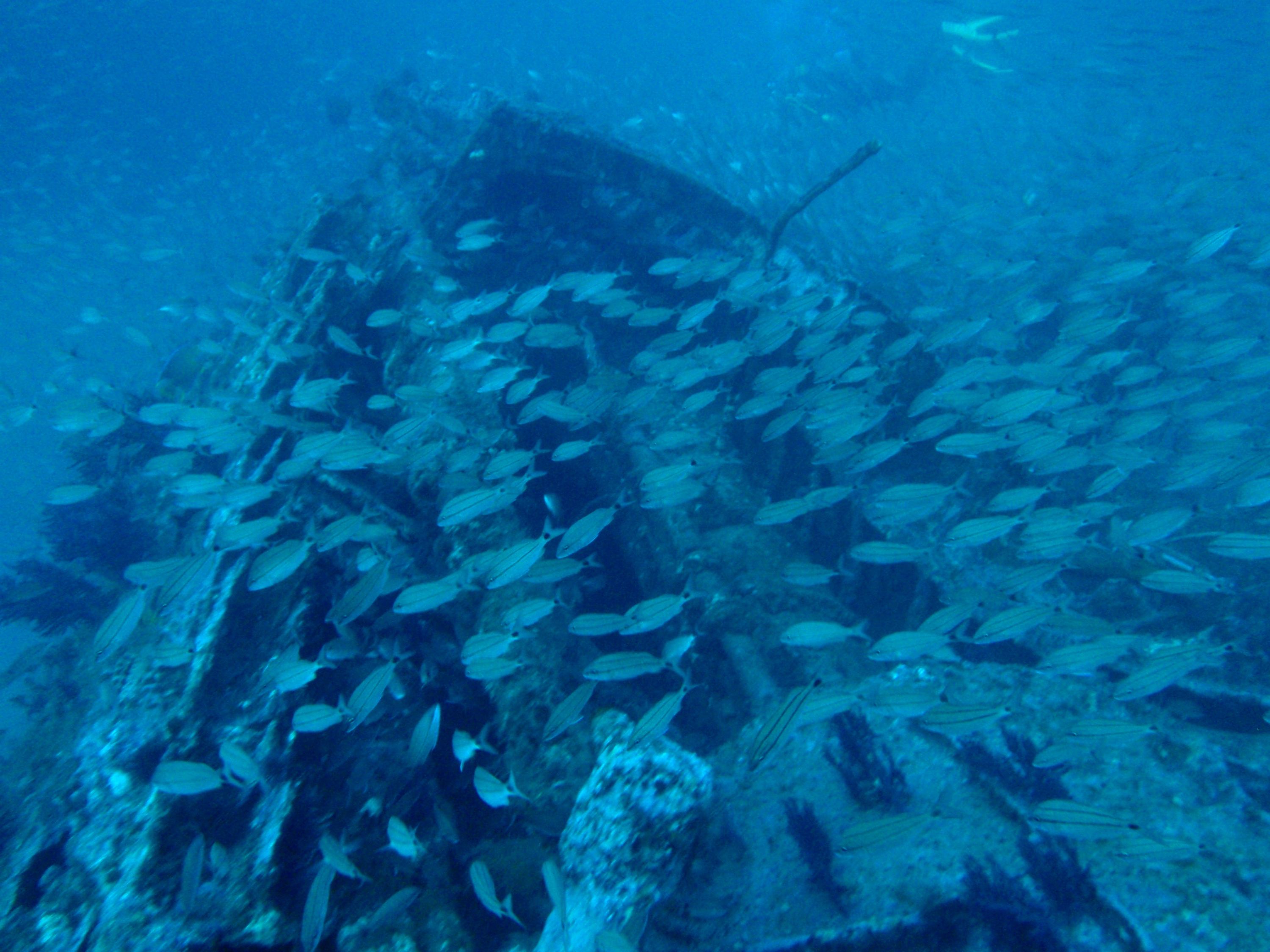 U-352 June 2009