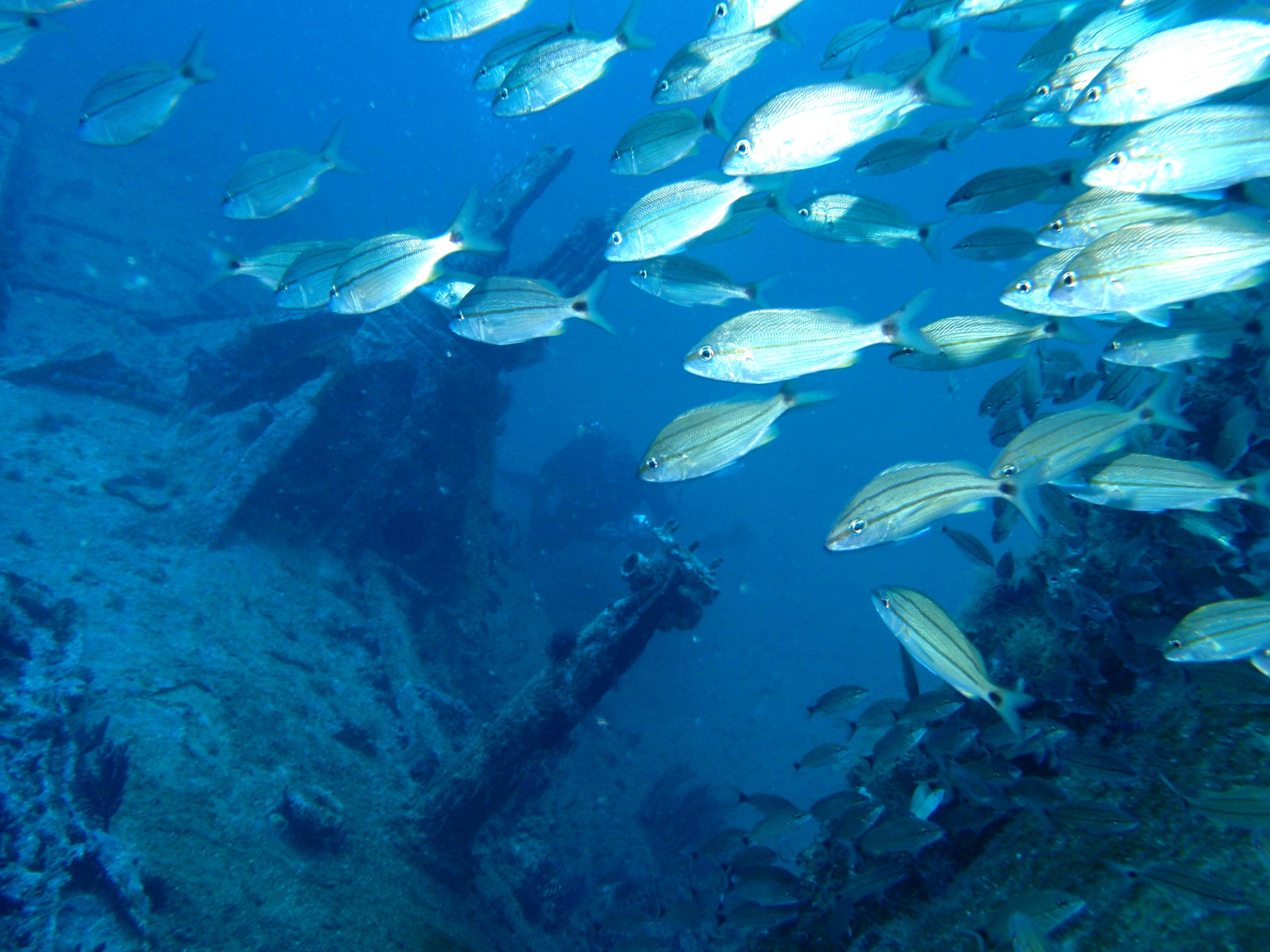 U-352 June 2009