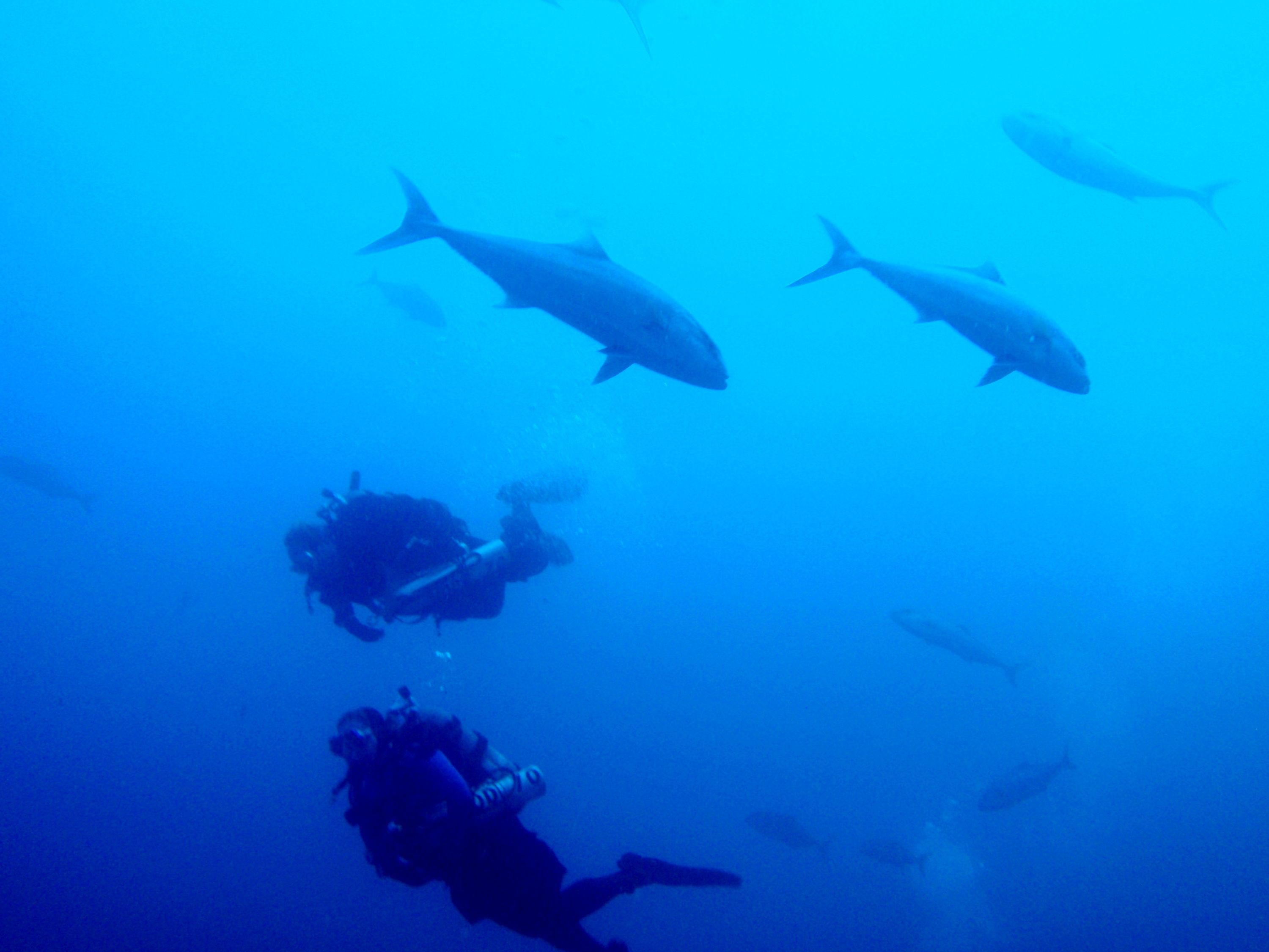 U-352 June 2009