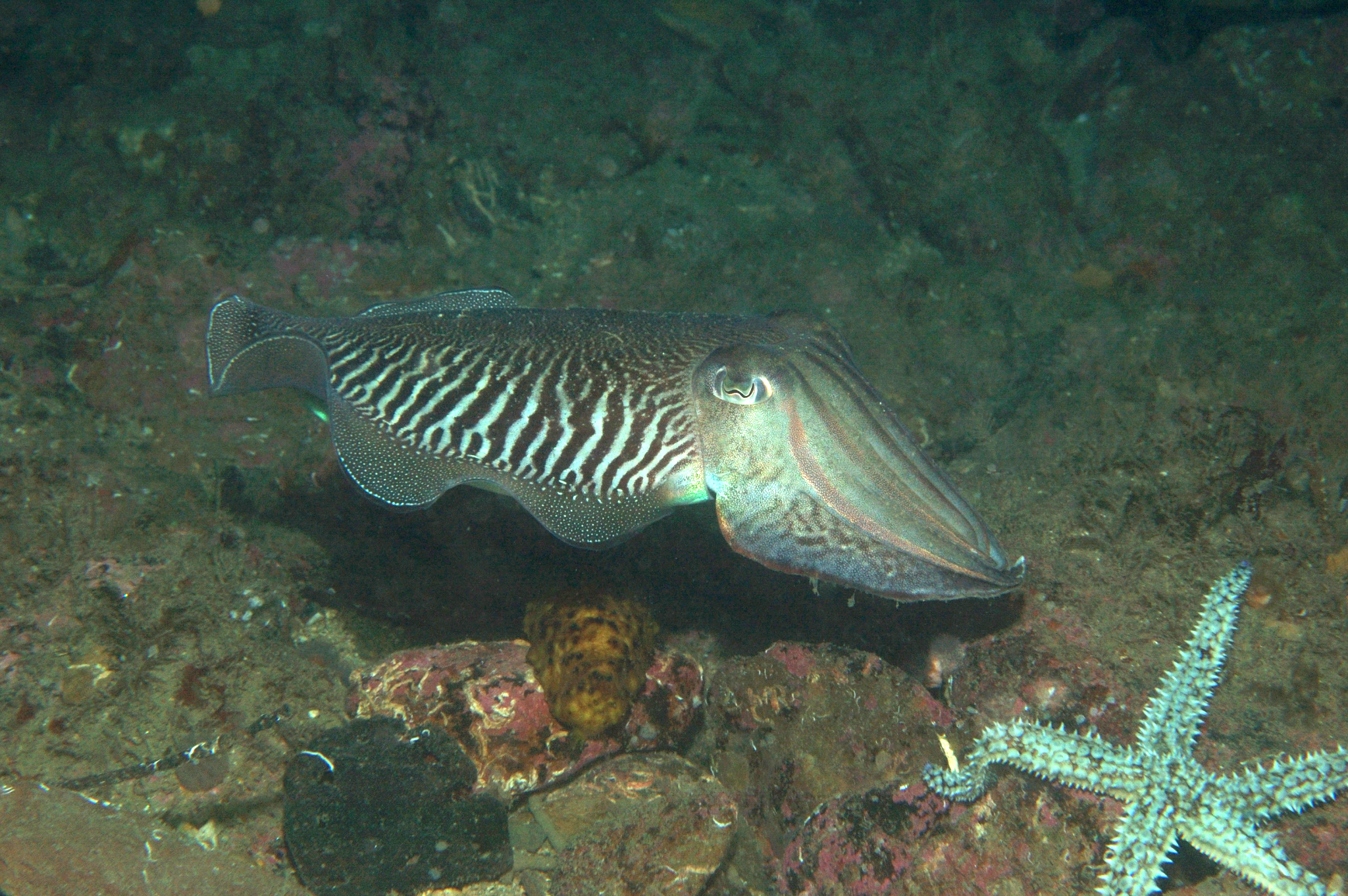 UK Warte Wales Cuttlefish Wales 2004