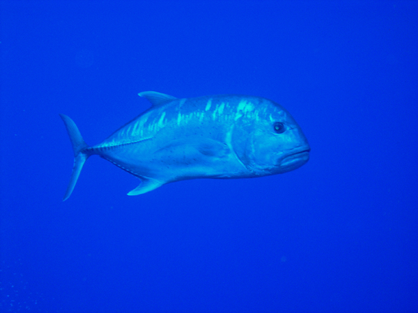 ulua1