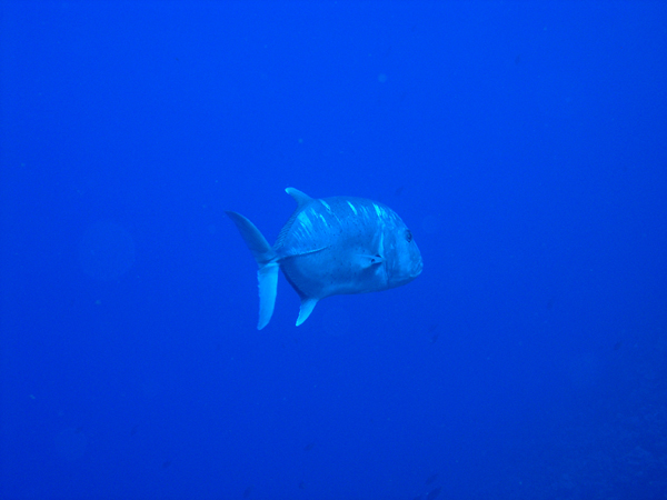 ulua2