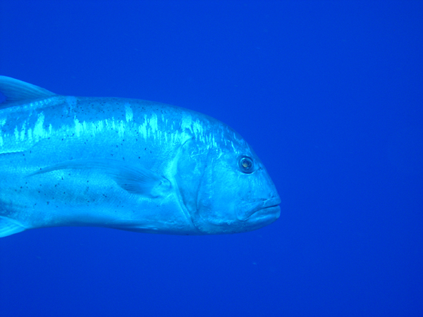 ulua3