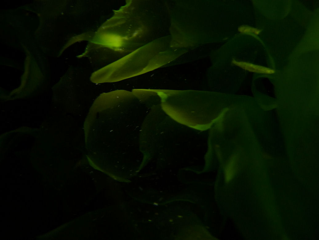 Ulva australis (Sea lettuce)