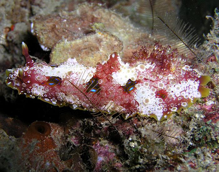 Uncommon Nudibranch