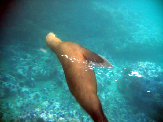 uncooperative sea lion