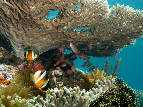 Under a table coral