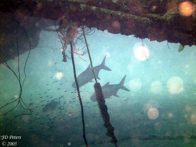 Under the Bow of the Hilma