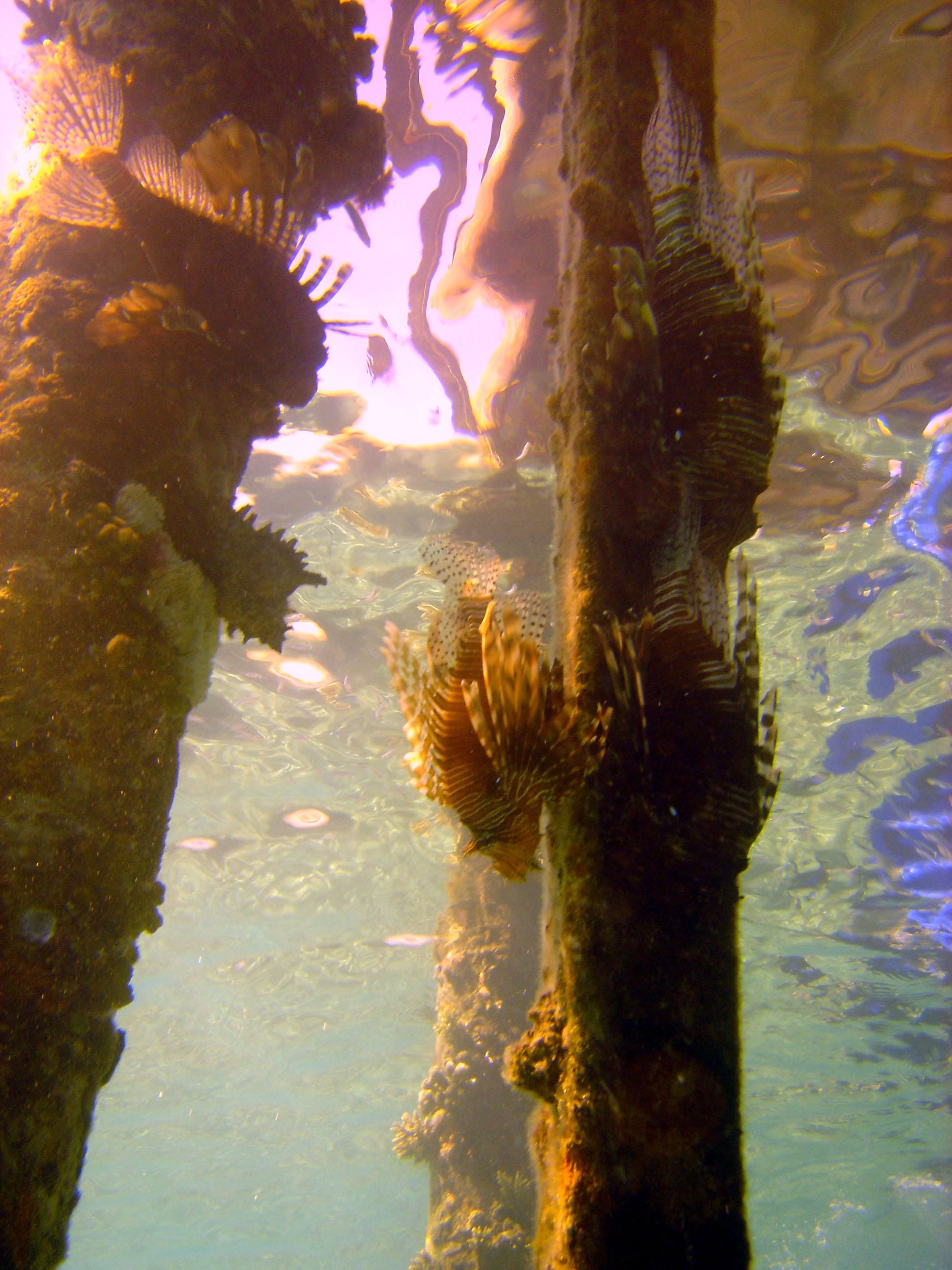 Under the jetty - Hilton Nuweiba