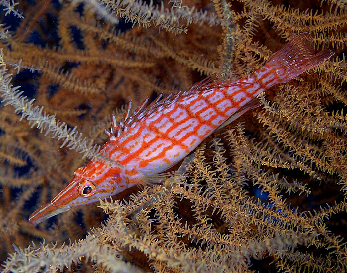 Undercover Longnose Hawkfish