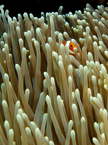 Undercover Nemo