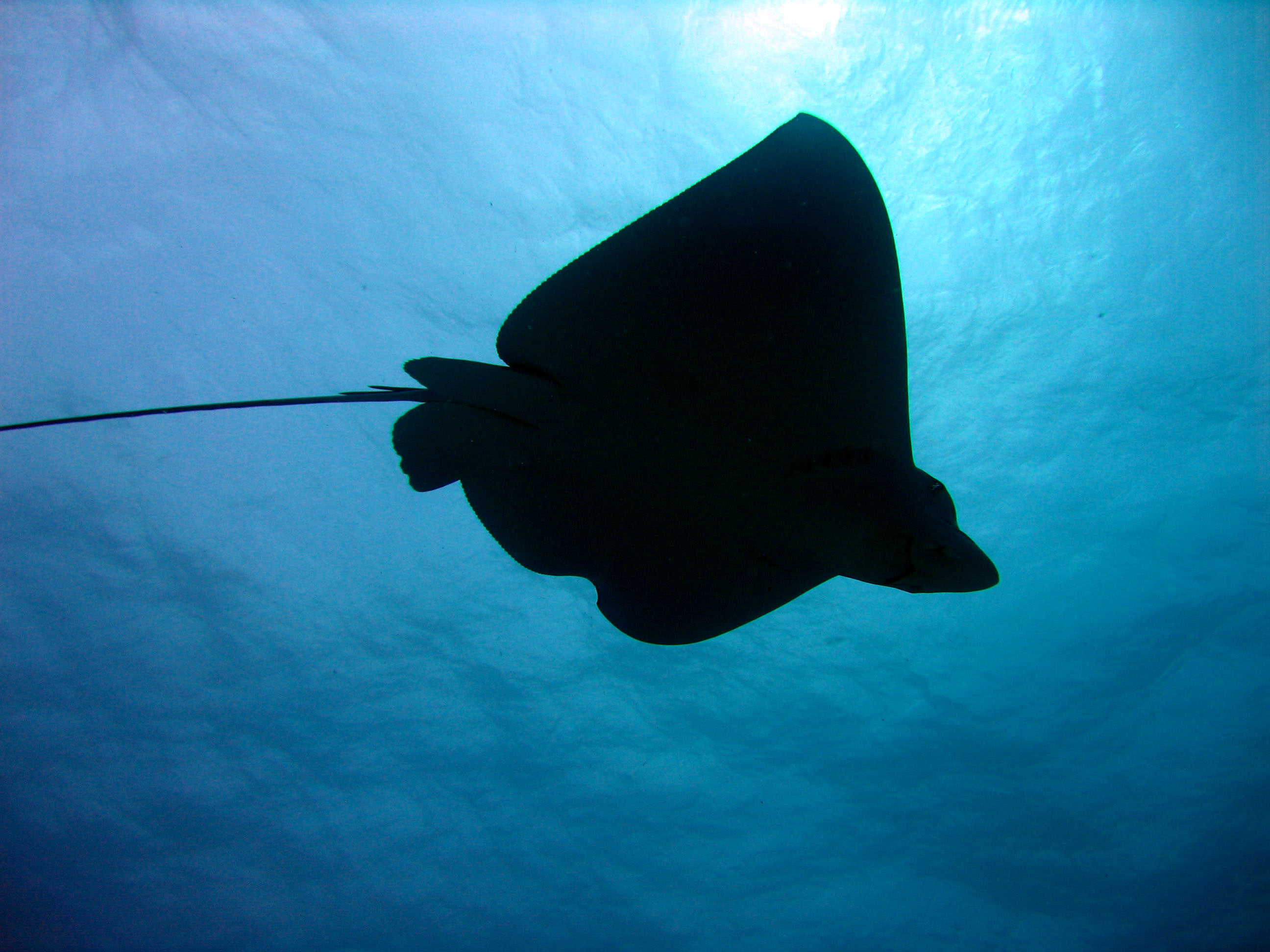 Underside of Eagle Ray