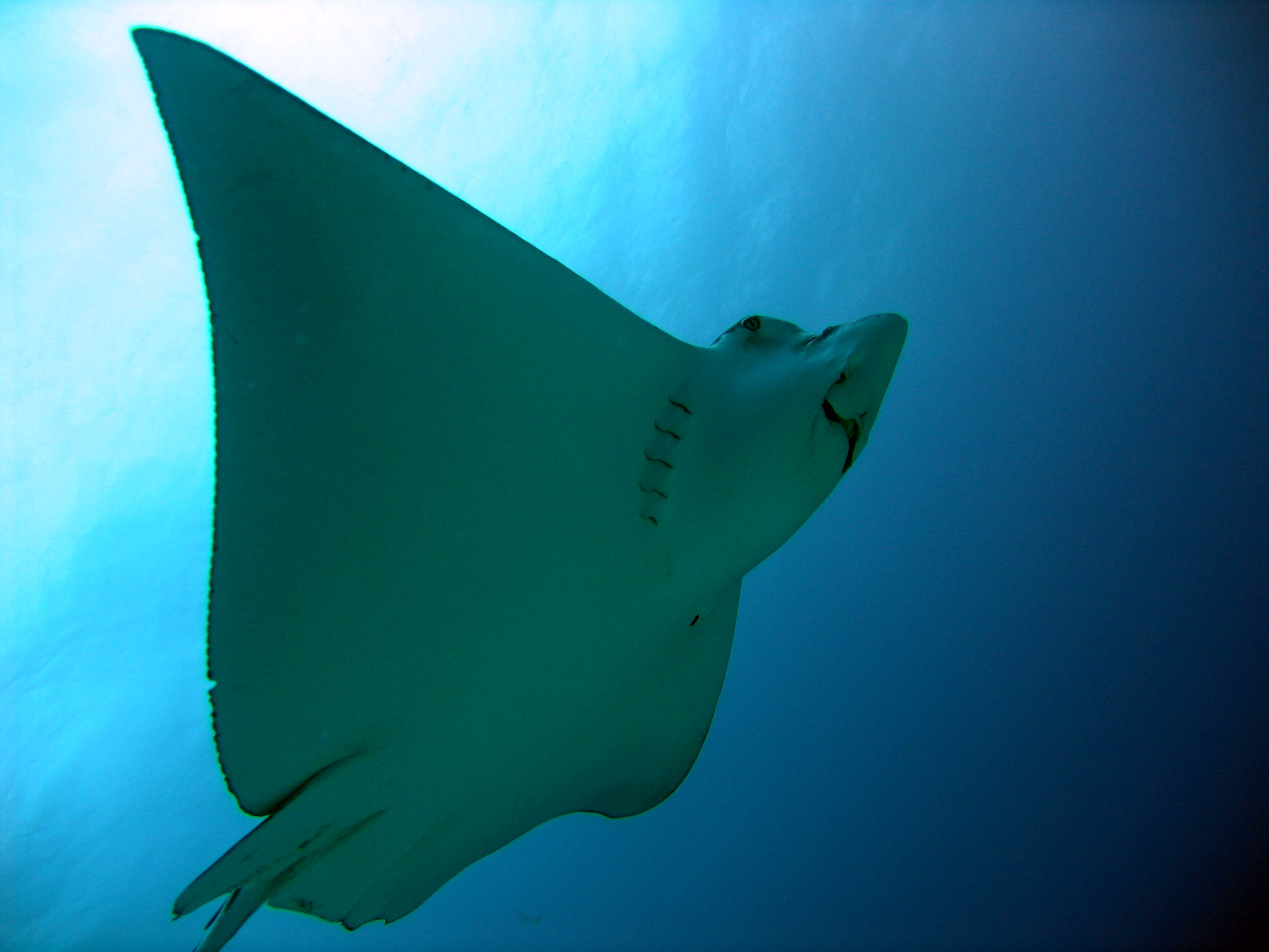 Underside of Eagle Ray