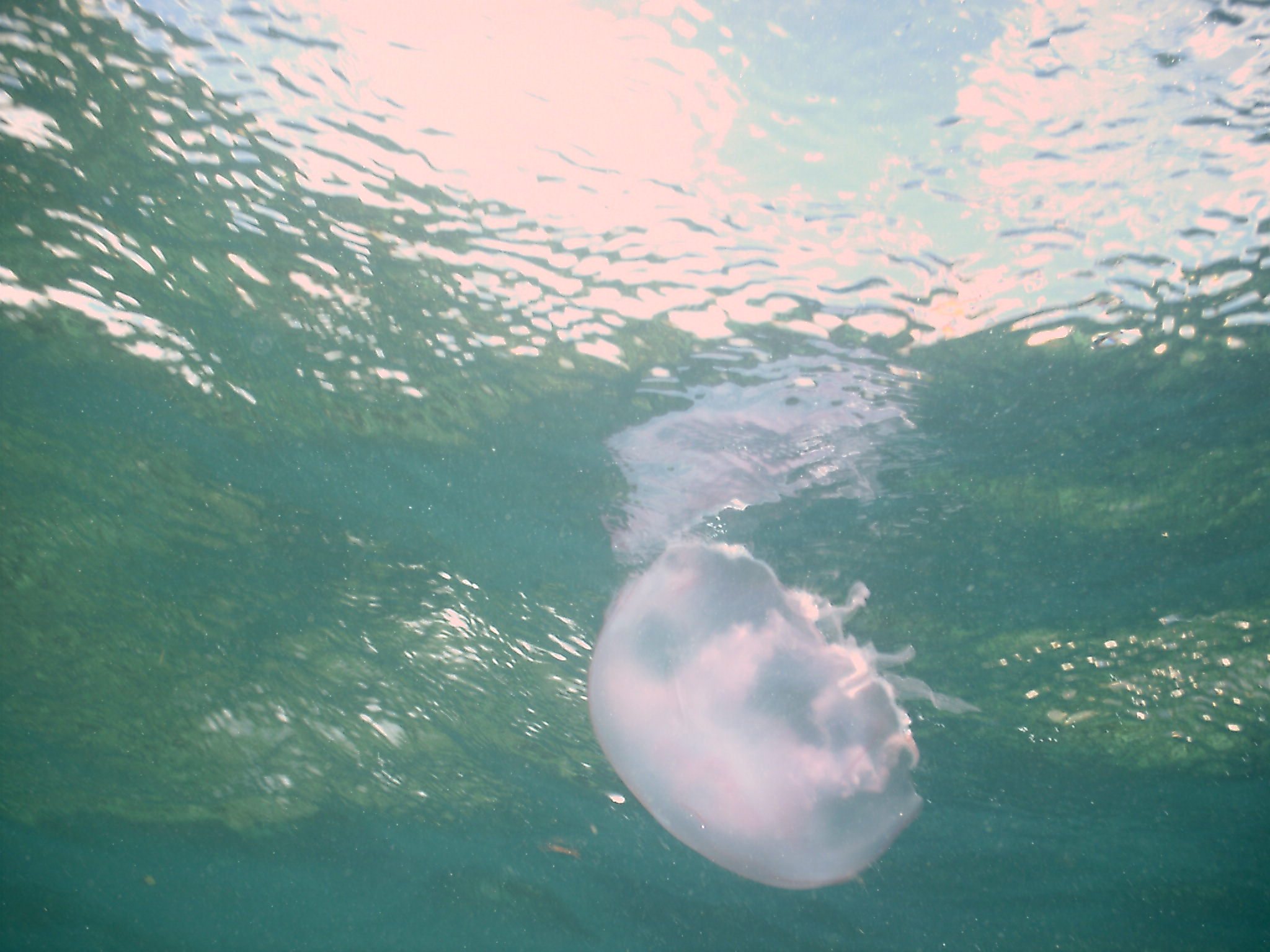 Underwater Key Largo