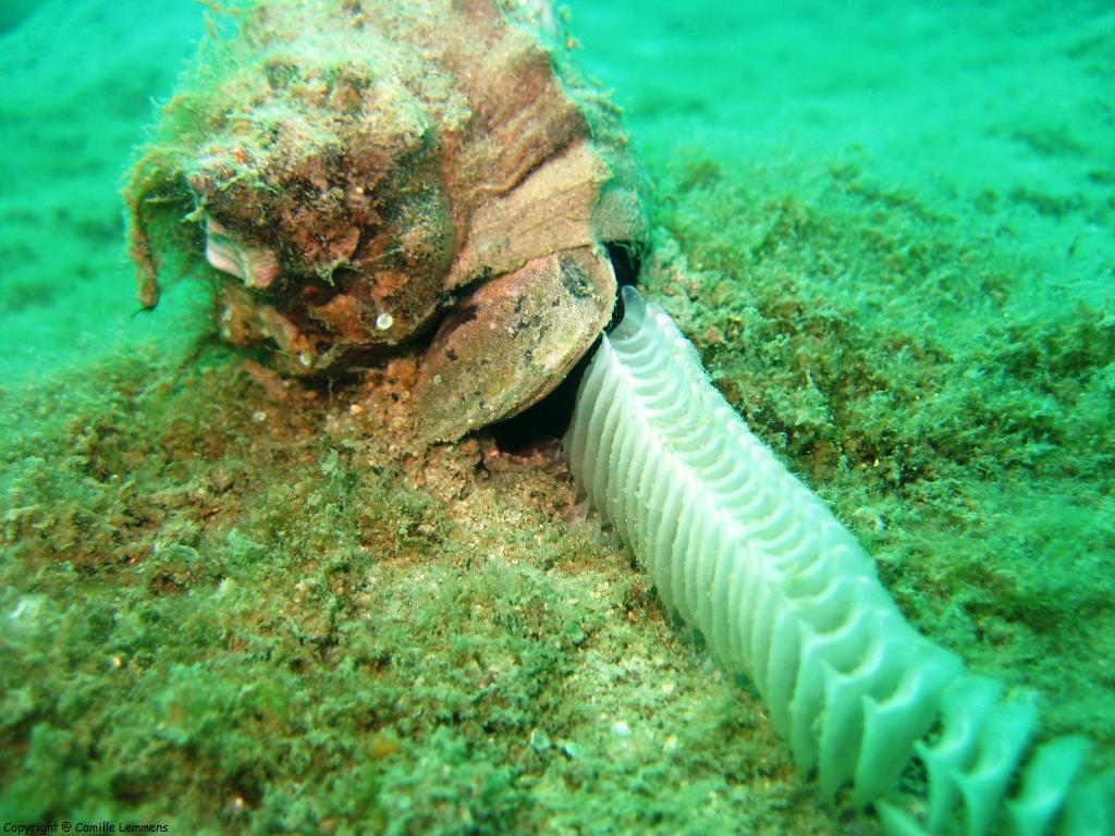 Underwater Melodicon?