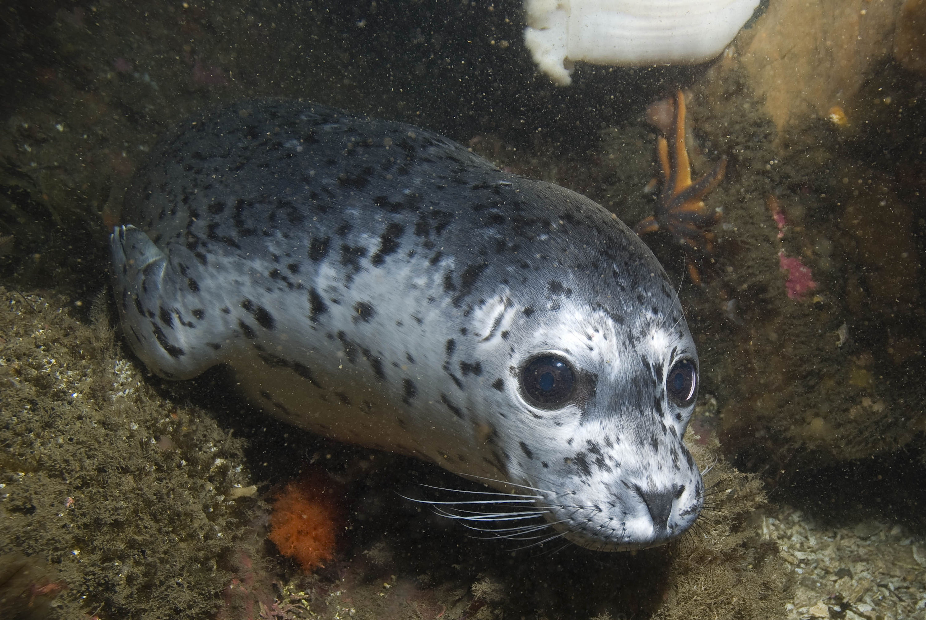 Underwater Photos by Erik Schauff