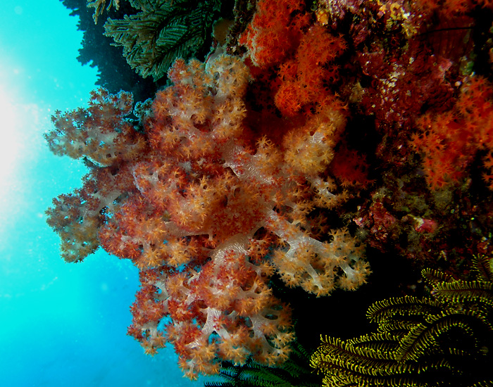 Underwater Rainbows