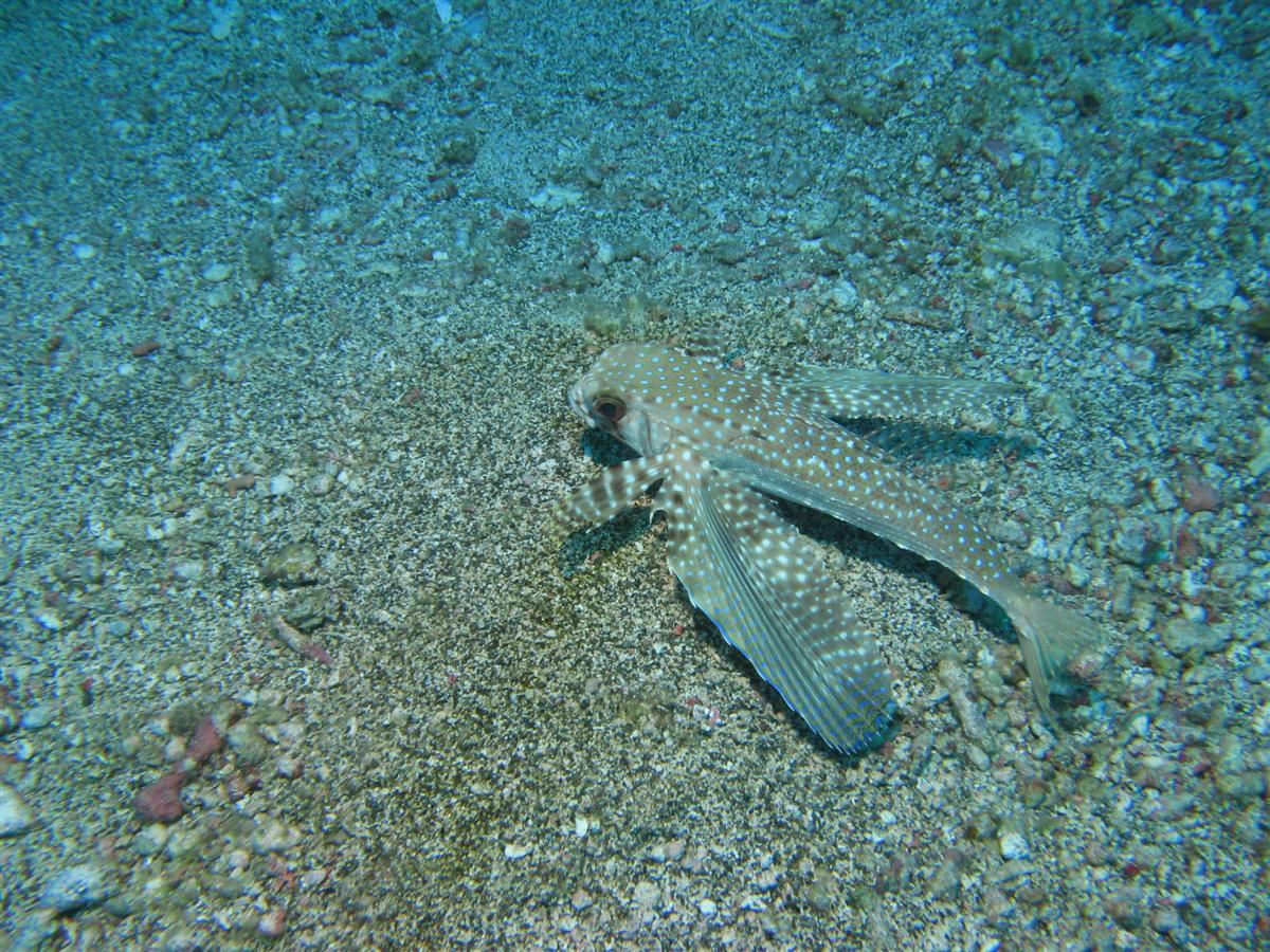 Underwater Saba and Statia shots