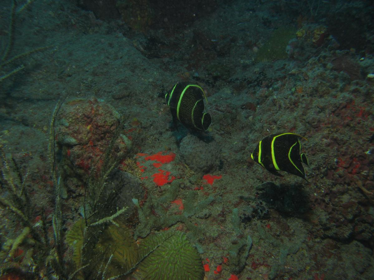 Underwater Saba and Statia shots