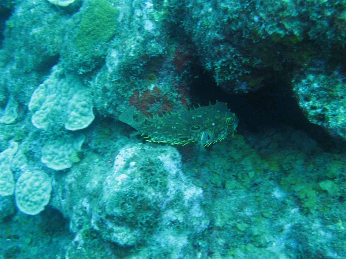 Underwater Saba and Statia shots