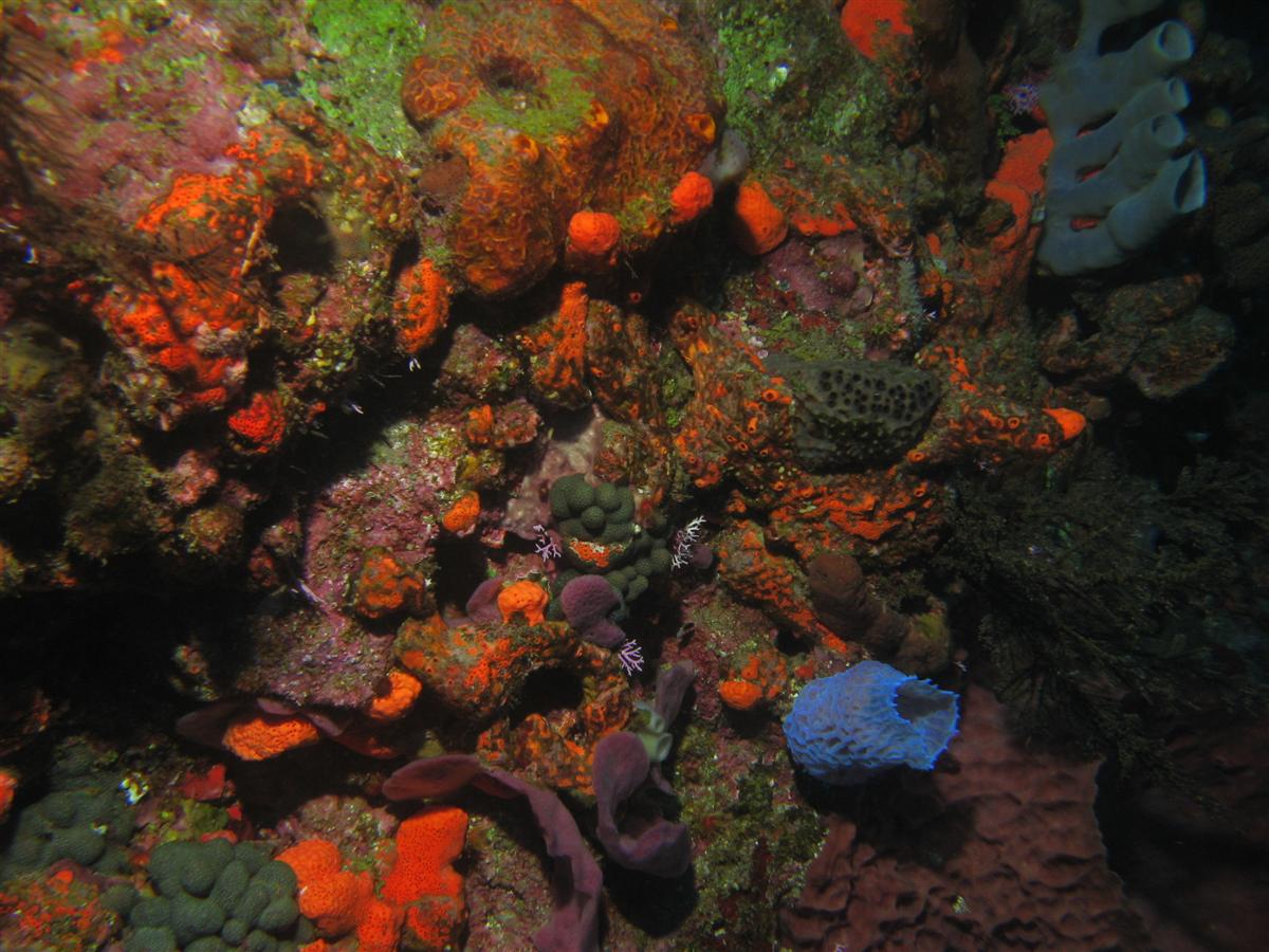 Underwater Saba and Statia shots