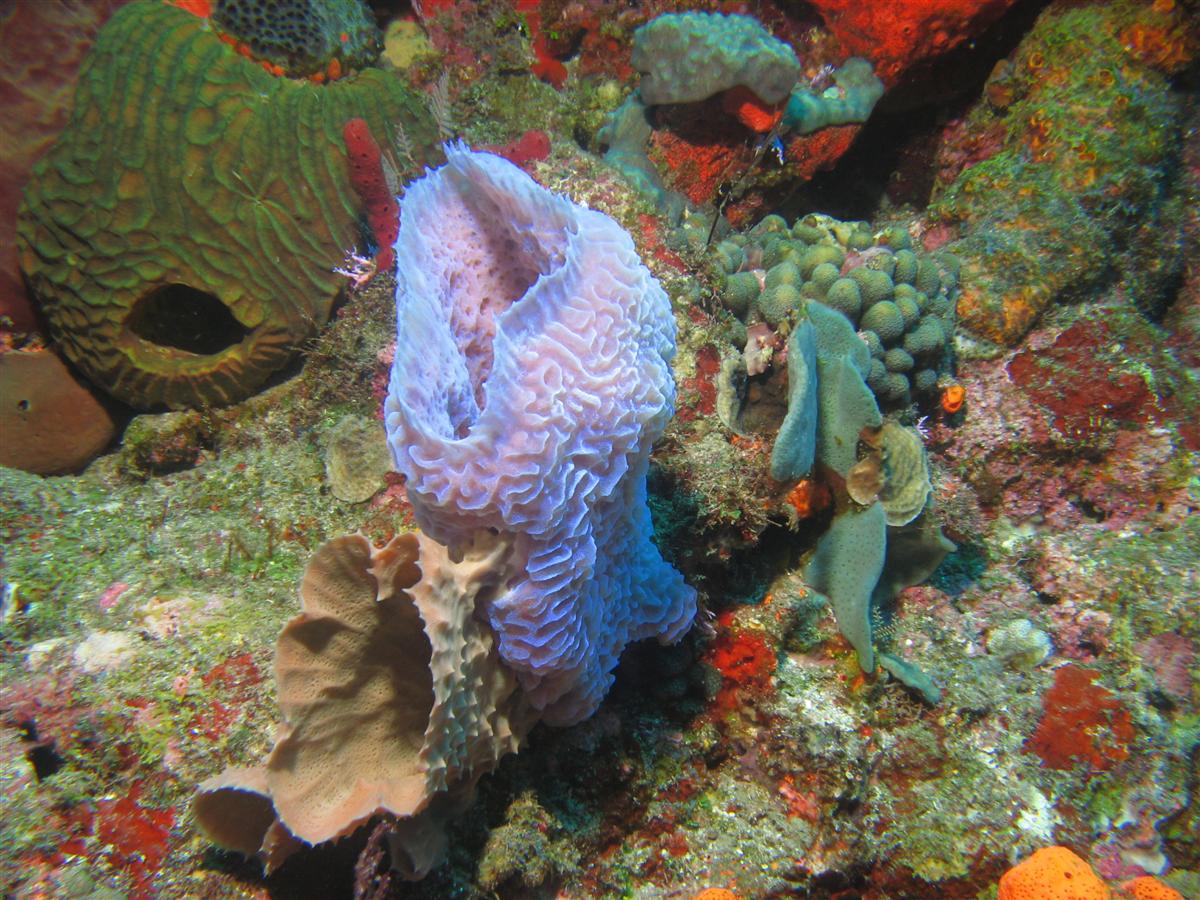 Underwater Saba and Statia shots