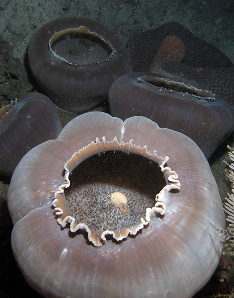 Underwater urns