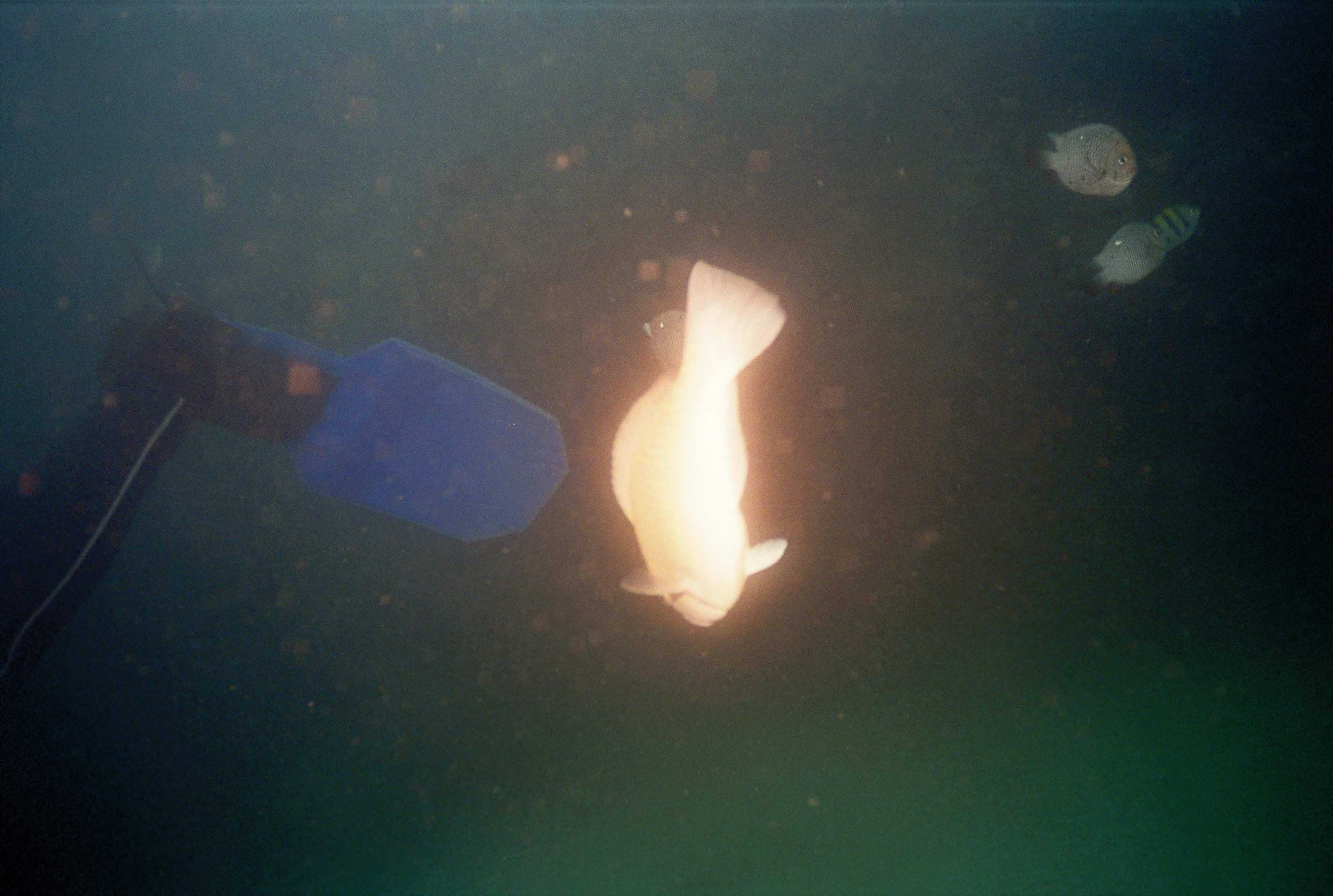 Underwater_Goldfish
