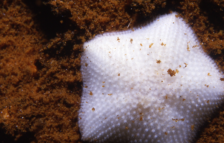 Undescribed sea star