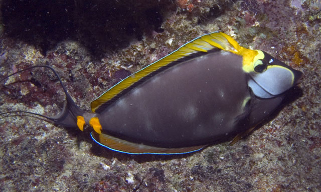 Unicornfish