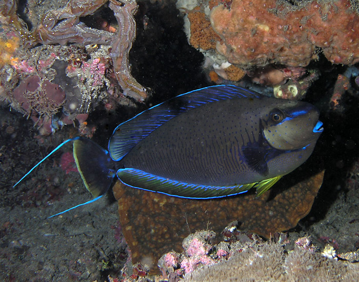 Unicornfish