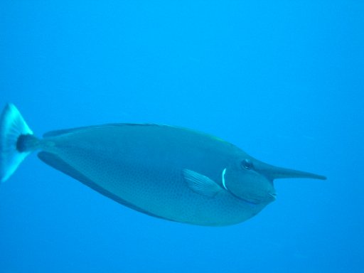 unicornfish_-_Sharm