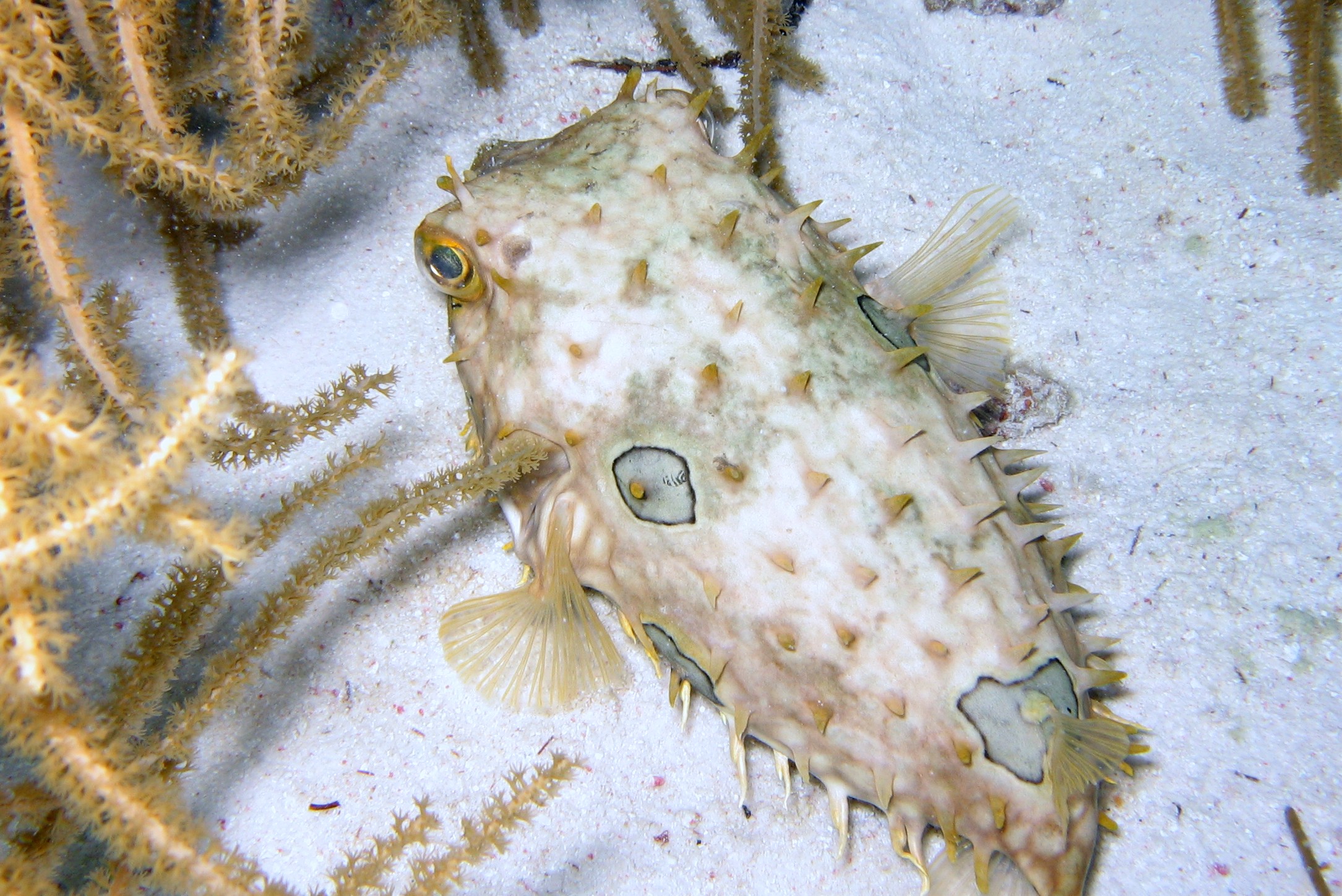 Unidentified Burrfish