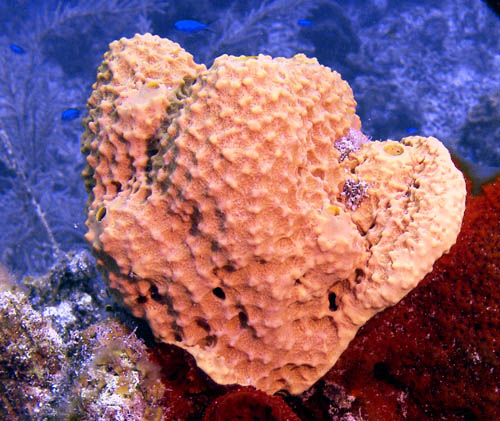 Unidentified Sponge