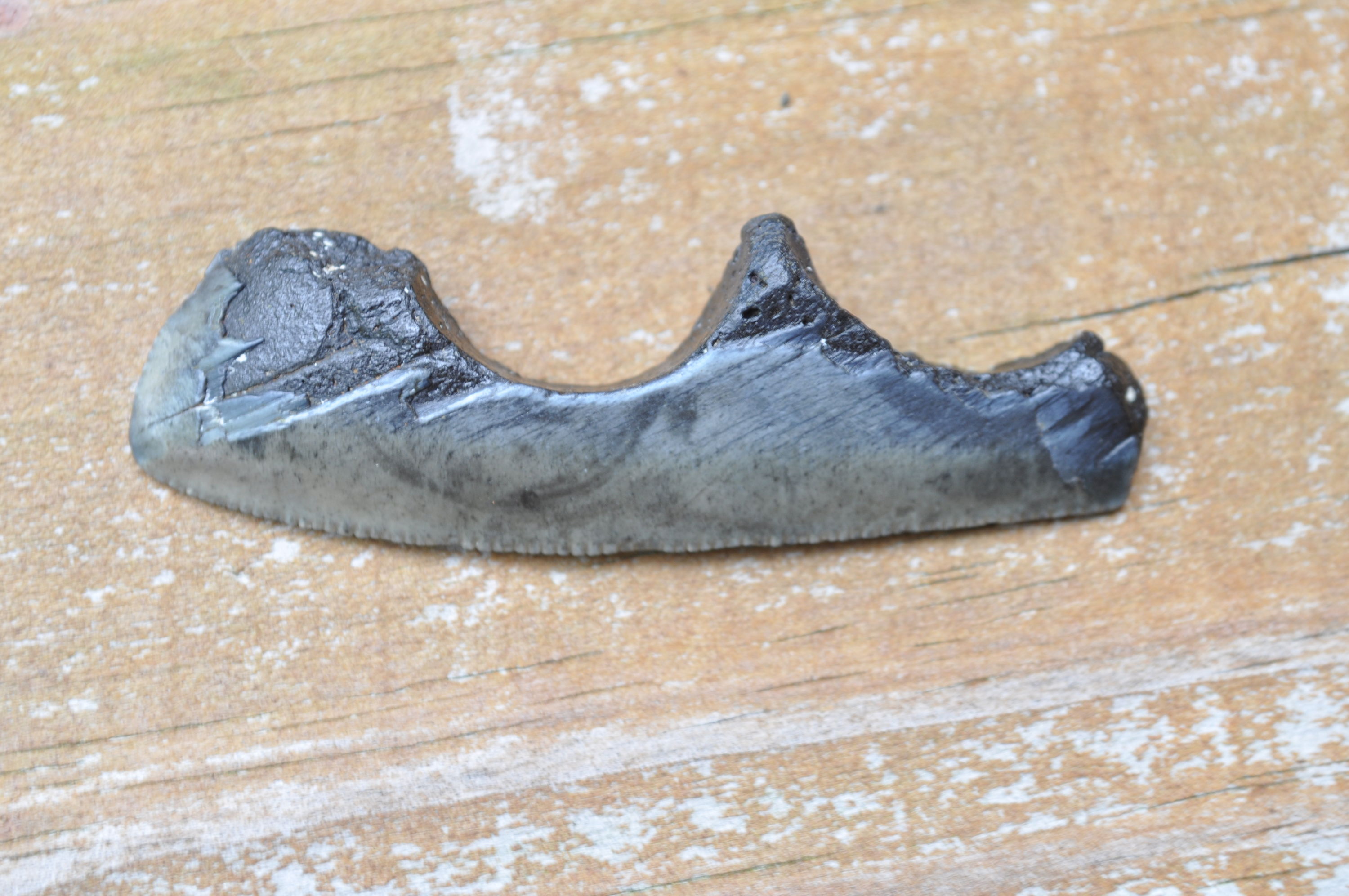 Unique Fossilized Shark Tooth