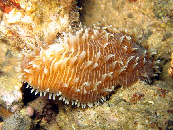 Unknown Coral Thing