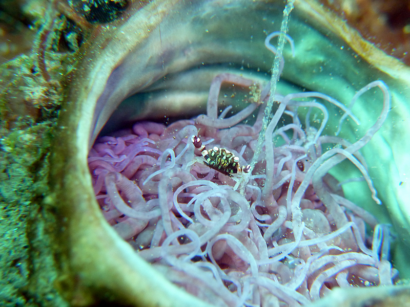 unknown crab in tube anemone