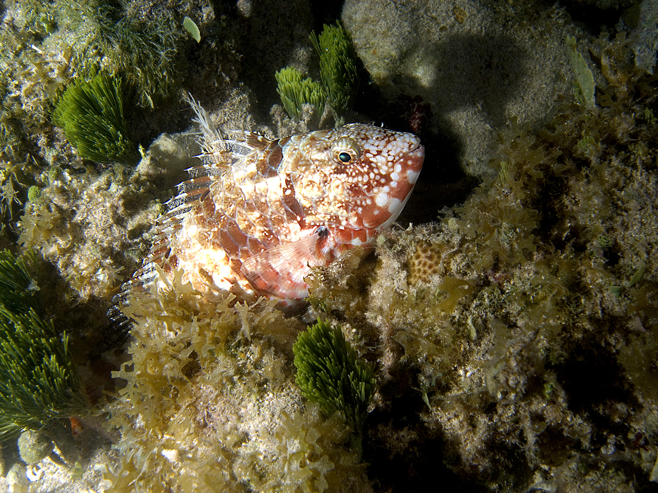 Unknown fish below dock on night snorkel