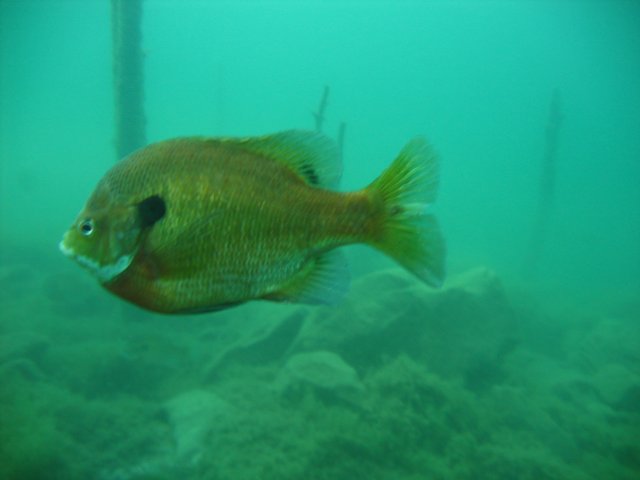 Unknown fish from Lake Rawlings