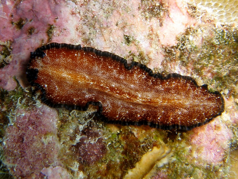 Unknown Flatworm